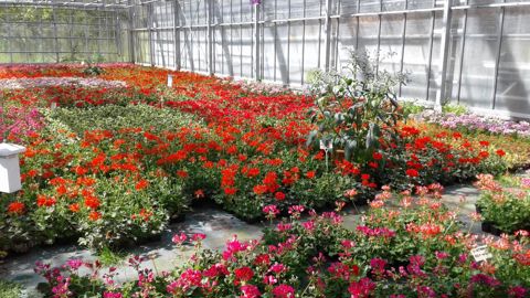 Utilisation de bourrache en tant que plante de service. © J. Villenave